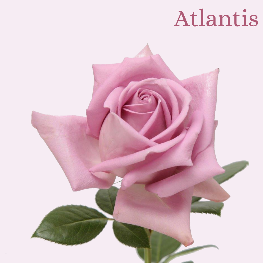 ROSE ATLANTIS 70